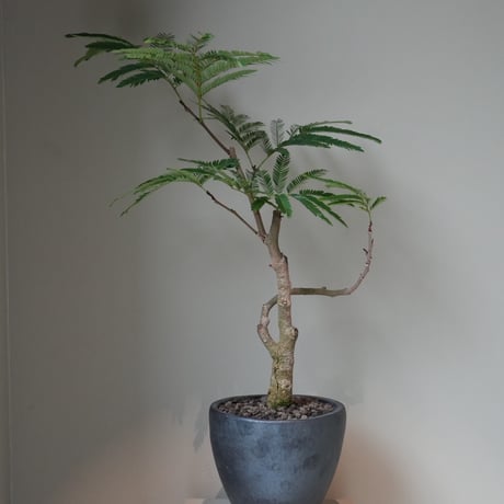 エバーフレッシュ