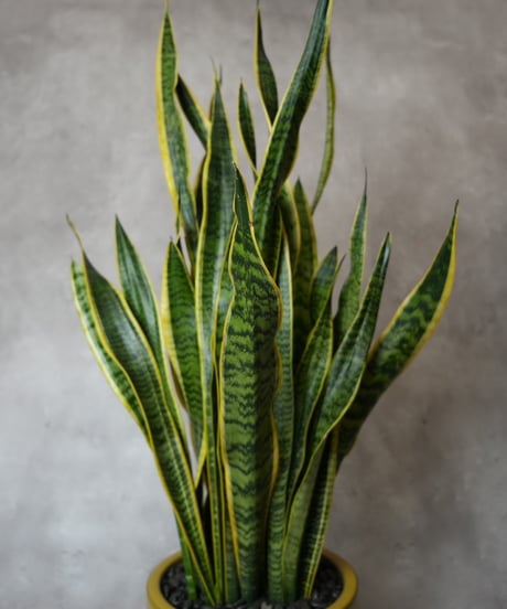 サンスベリアローレンチー