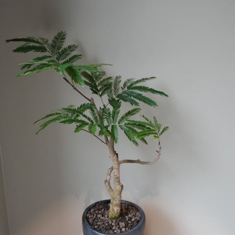 エバーフレッシュ
