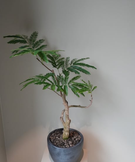 エバーフレッシュ