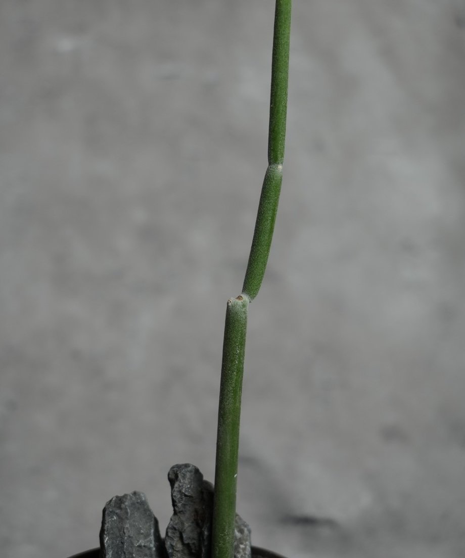 67516ad6dda673025626432e