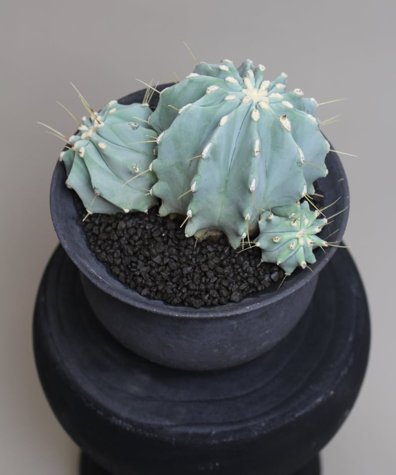 王冠竜 サボテン：王冠竜 5号 の通販 | 園芸ネット