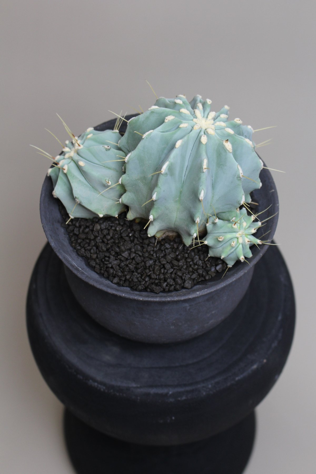 王冠竜 サボテン 【樹高:約17cm】May54 s15036.jpg