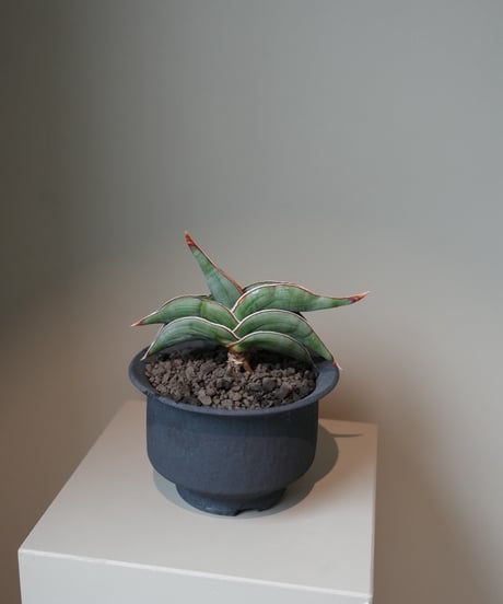 サンスベリア　ロリダ