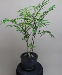 ユーフォルビアヘディオトイデス | PLANAGE FLOWER&GREEN