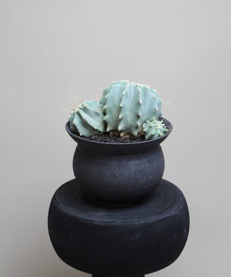 CATEGORY Succulents（多肉植物） | PLANAGE FLOWER&GREEN