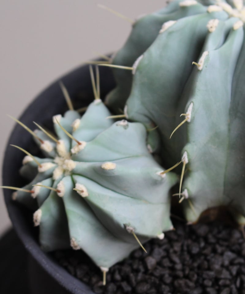 王冠竜　サボテン みんな大好き王冠竜🌵 日本一のさぼてん村は もちろん金鯱だけ