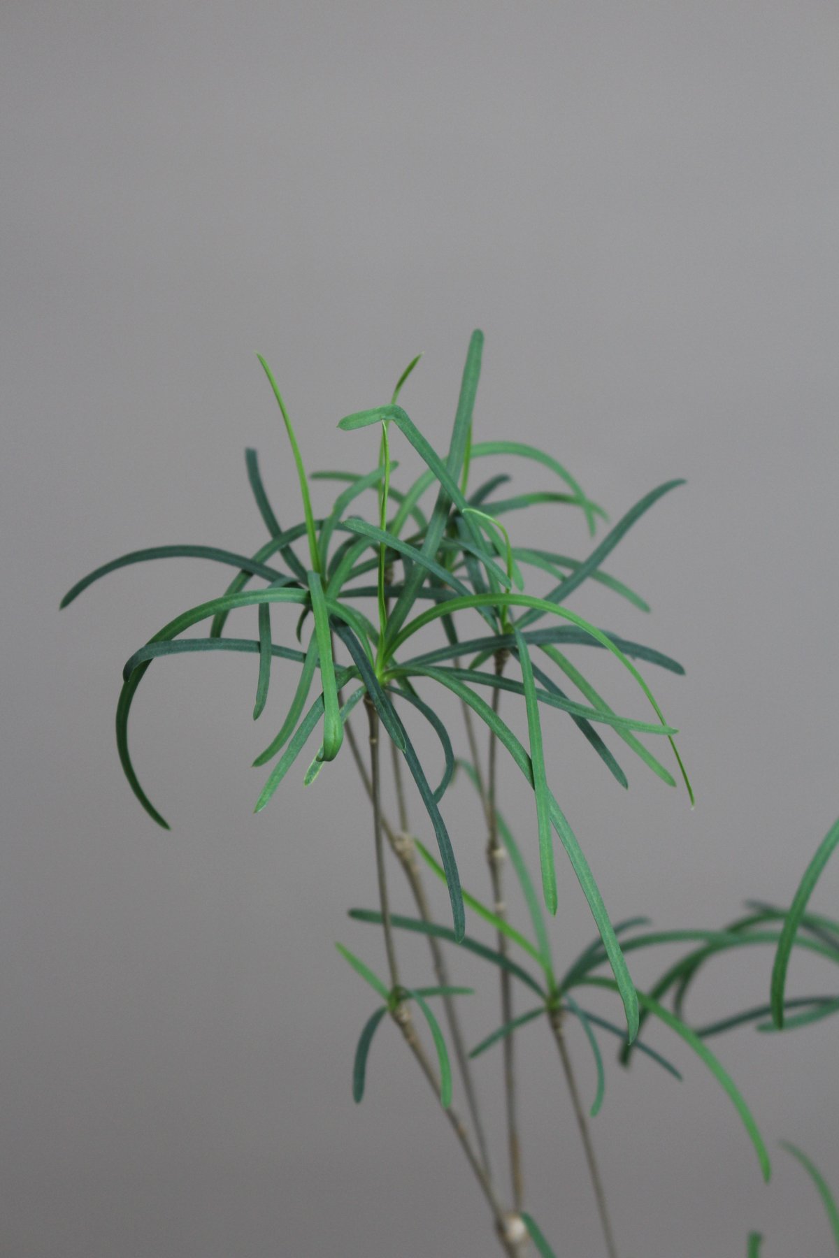 ユーフォルビアヘディオトイデス ユーフォルビア ヘディオトイデス Euphorbia hedyotoides