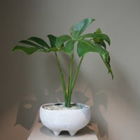 モンステラデリシオーサコンパクタ