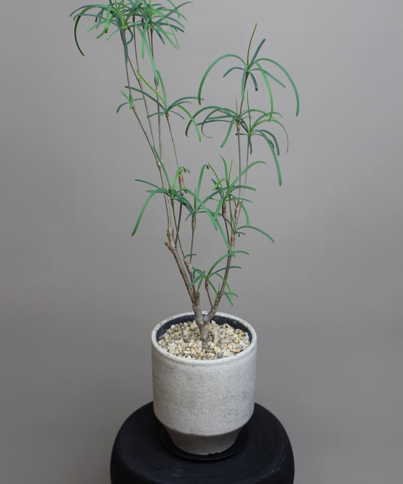 ユーフォルビアヘディオトイデス ユーフォルビア ヘディオトイデス | STELLA.PLANTS