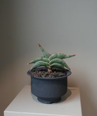 サンスベリア　ロリダ