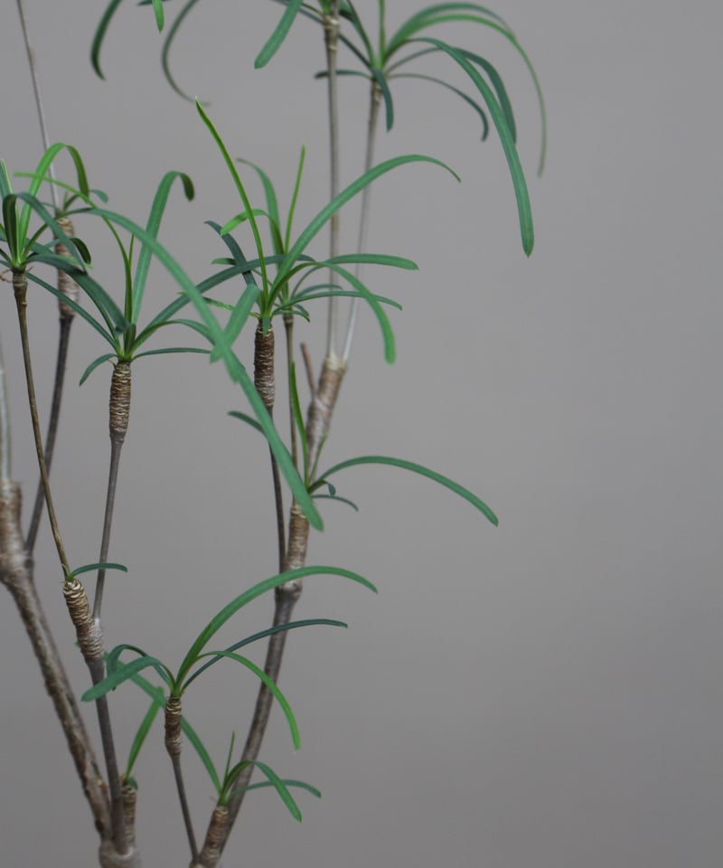 ユーフォルビアヘディオトイデス | PLANAGE FLOWER&GREEN