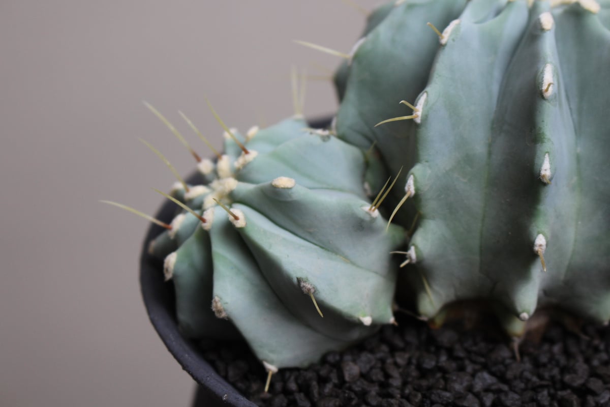 サボテン 刺無王冠竜 5号 逸品 本物 観葉植物 王冠竜 さぼてん
