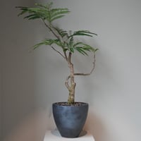 エバーフレッシュ