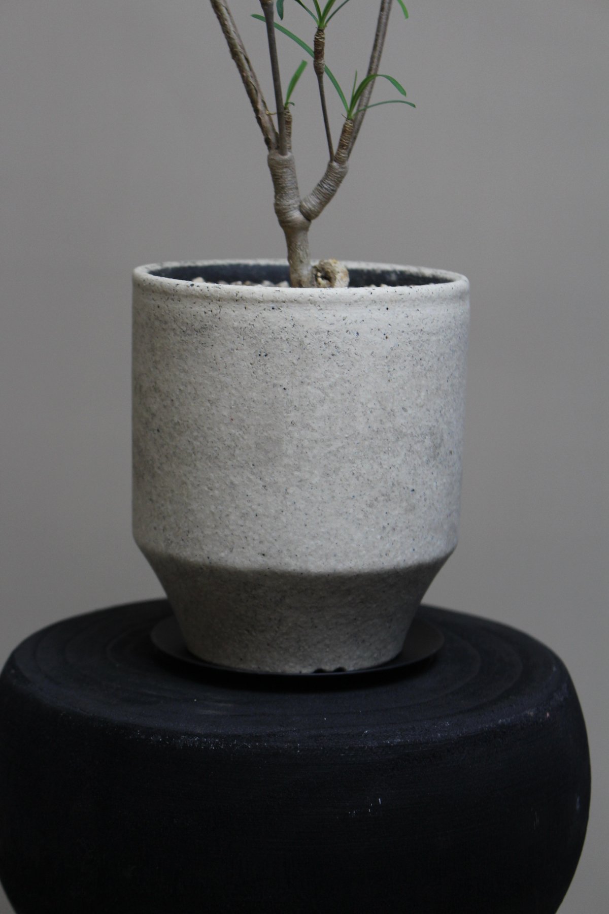 ユーフォルビアヘディオトイデス | PLANAGE FLOWER&GREEN