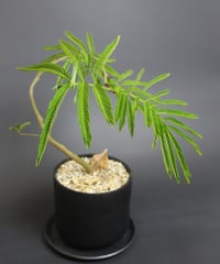 エバーフレッシュ