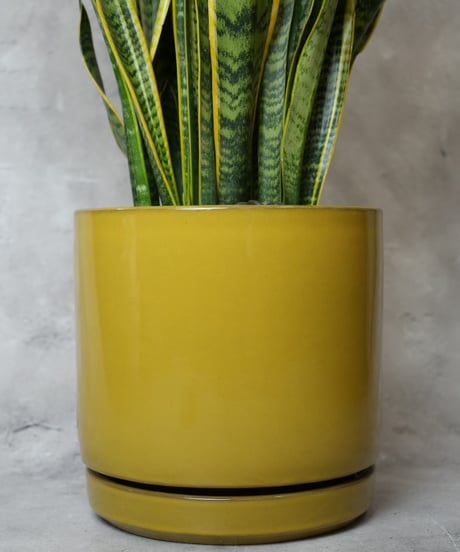 サンスベリアローレンチー