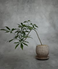 シェフレラコンパクタ