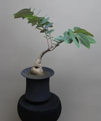 ユーフォルビアヘディオトイデス | PLANAGE FLOWER&GREEN