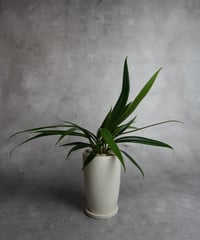 アンスリウムバーケリー