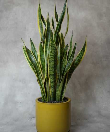 サンスベリアローレンチー