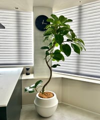 ユーフォルビアヘディオトイデス ユーフォルビア・ヘディオトイデス（Euphorbia hedyotoides）の育て方