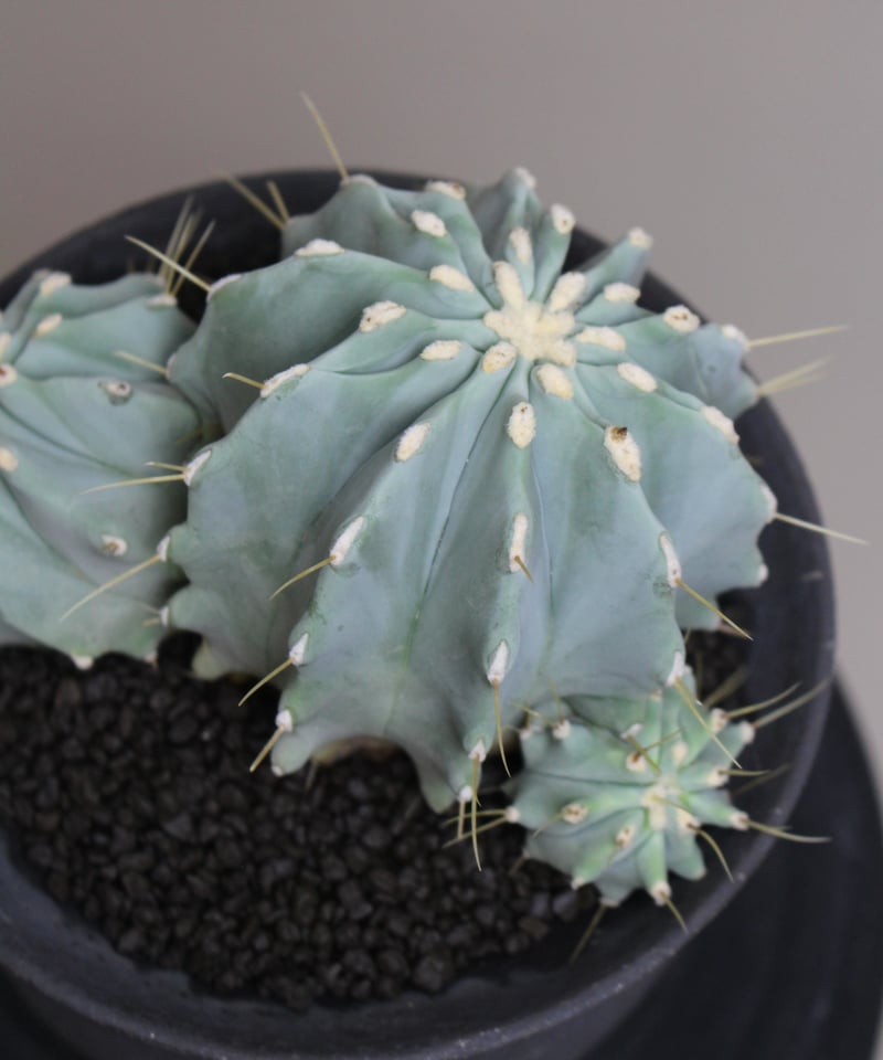 王冠竜　サボテン　引取限定 サボテン：王冠竜 5号 の通販 | 園芸ネット