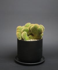 アケルミア綴化