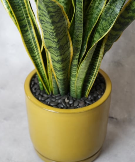 サンスベリアローレンチー