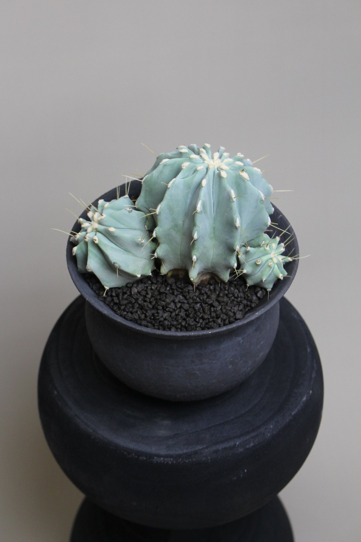 サボテン刺無王冠竜 | PLANAGE FLOWER&GREEN