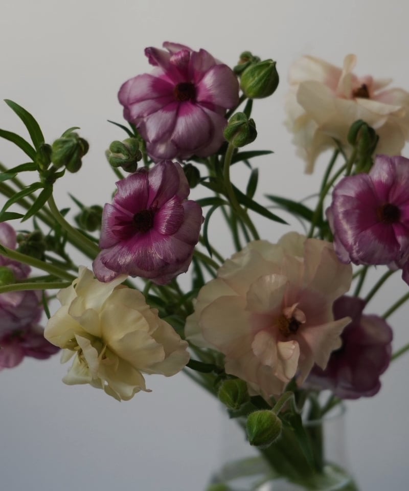 3月ラナンキュラスラックスMIXブーケ】（お届け日：3月1日～31日