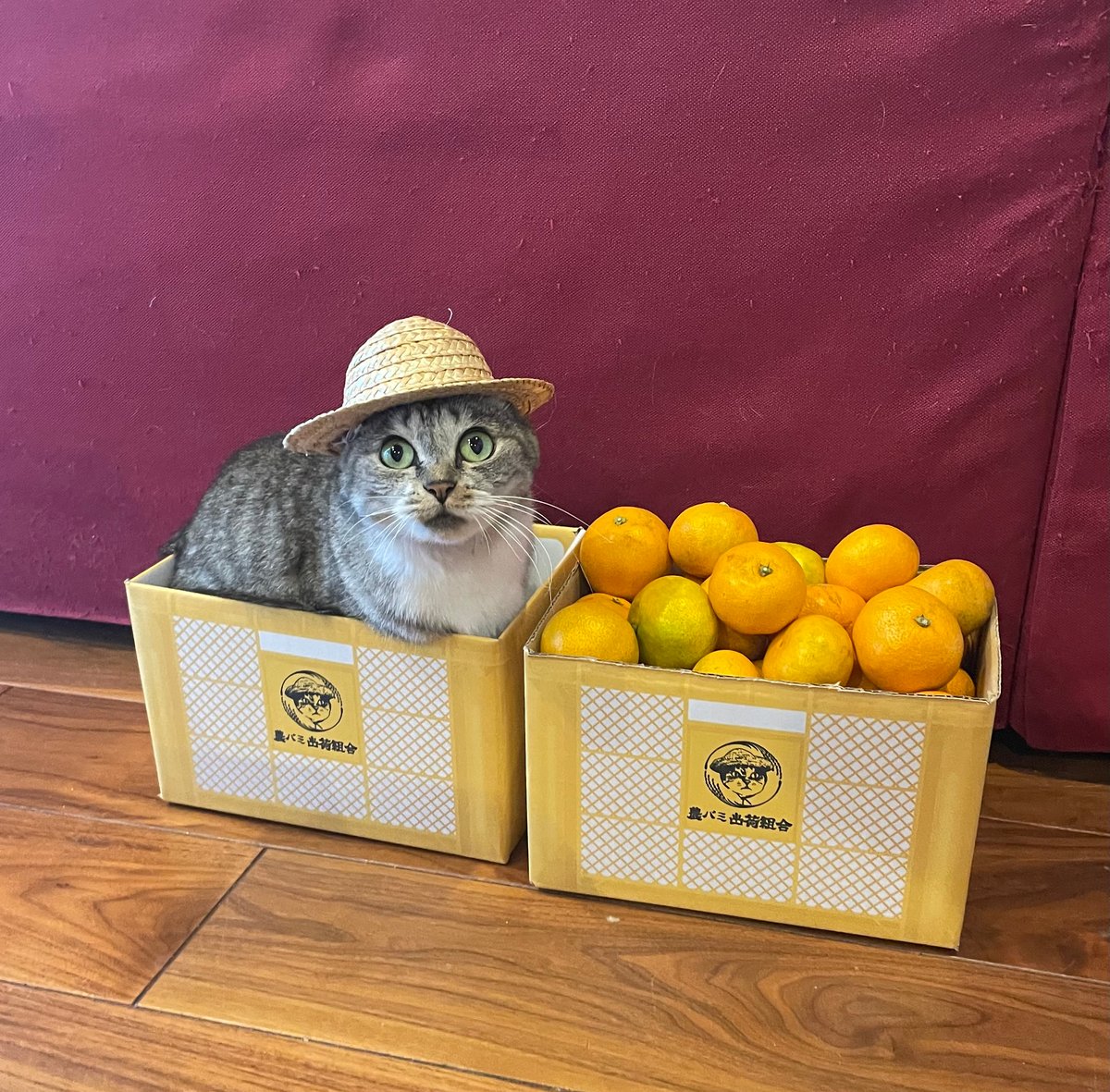 おみかんMAX】農バミのおみかん～約2.6kg～2.8kg【2022箱