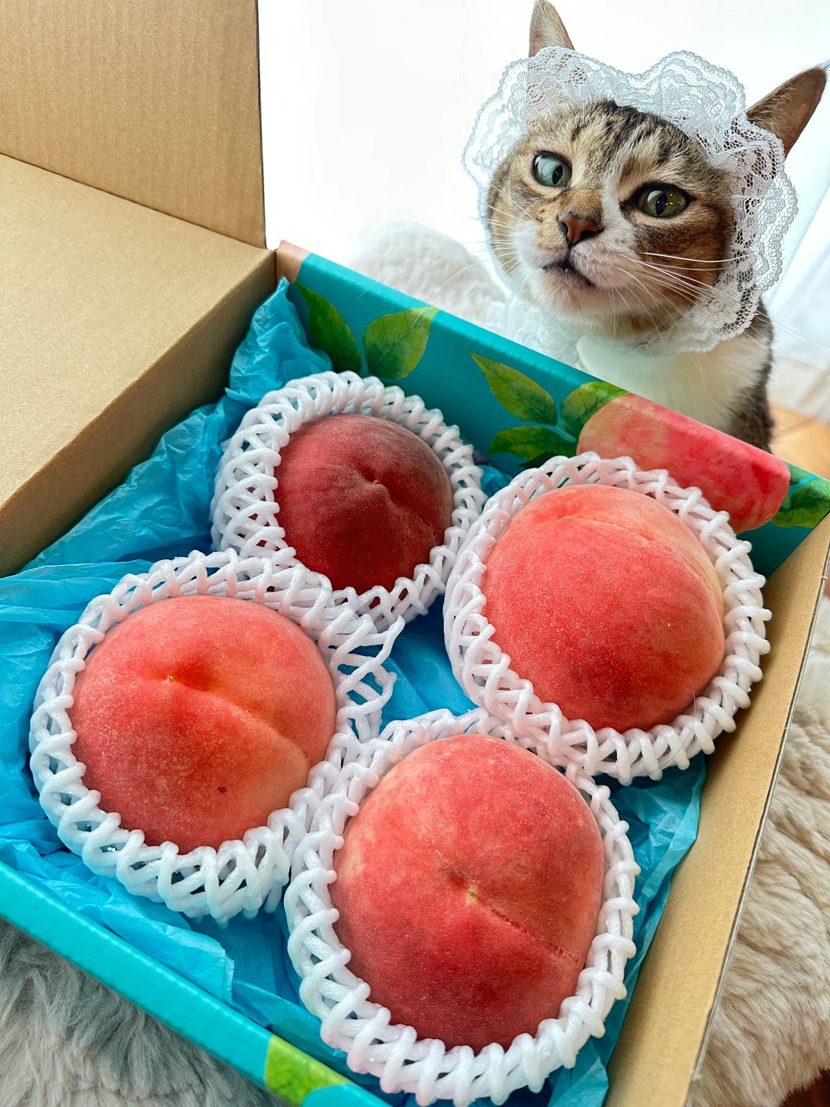 農ラミの桃】美味しい桃をちょっとだけよ 農ラミの桃4個入 | ココニャ