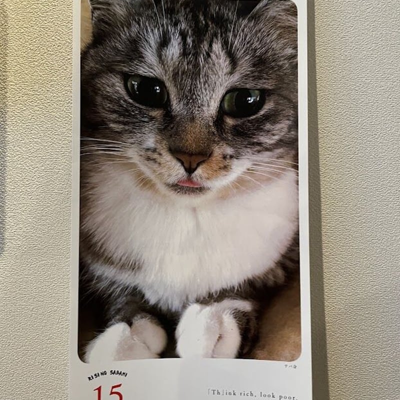 日めくりカレンダー「ライジングサバ身」 | ココニャエンタープライズ