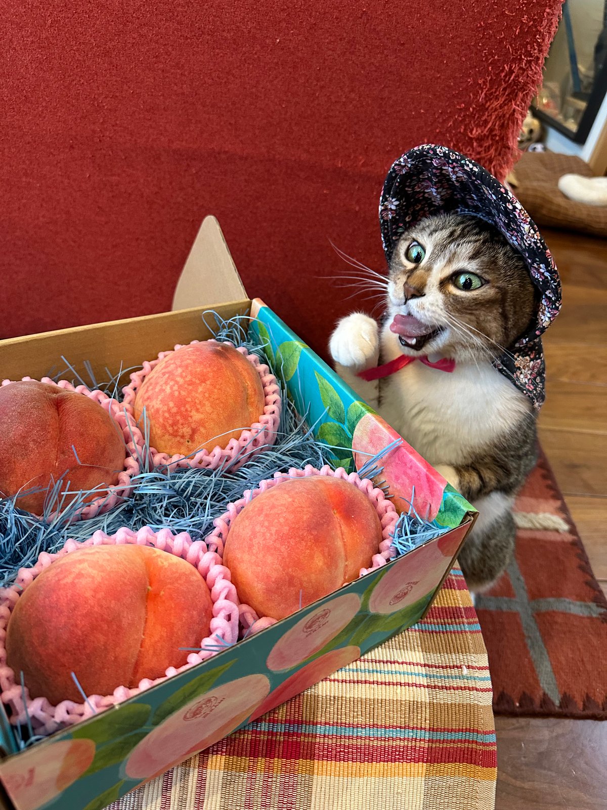 fit=scale-down,w=1200