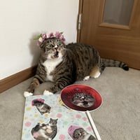 はなちゃん七変化クリアファイル（２枚SET）＆梅神うちわ