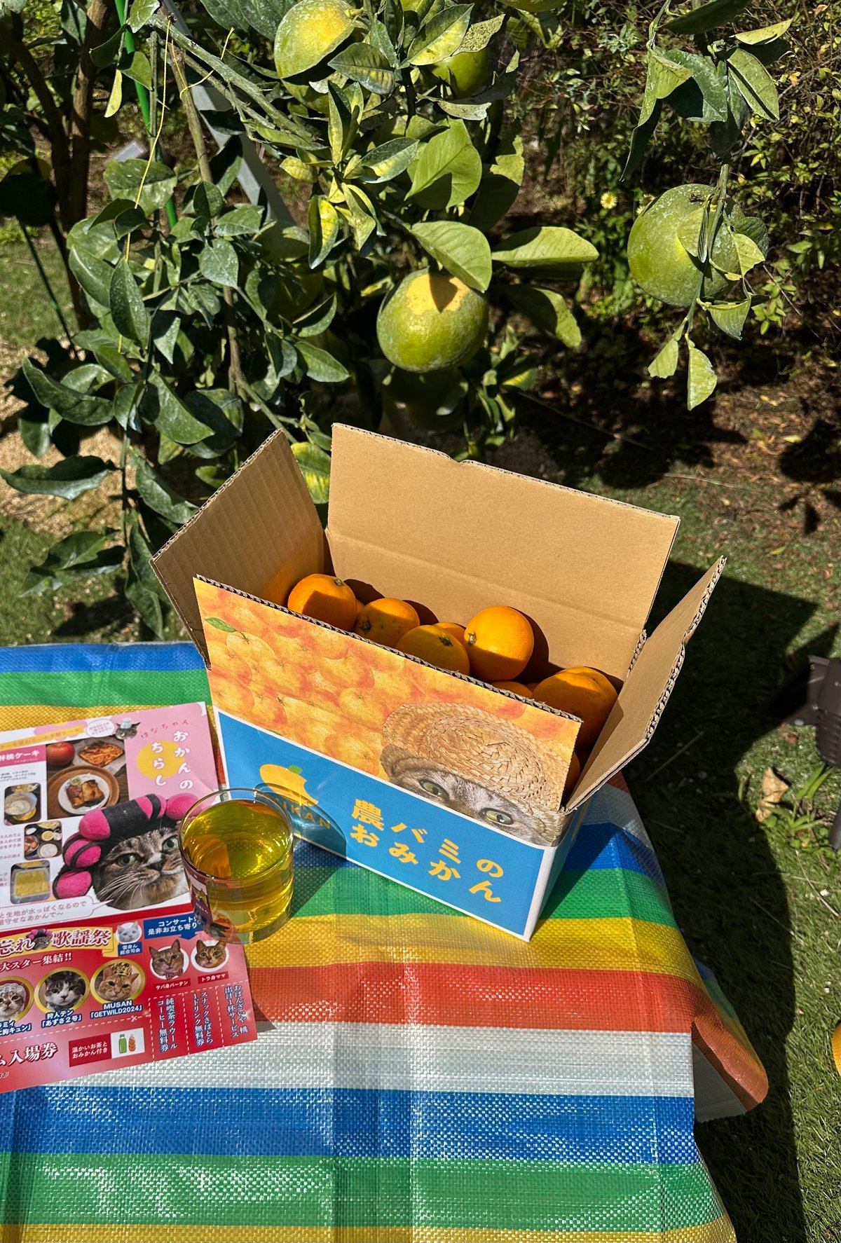 農バミのおみかん2024 2kg相当 | ココニャエンタープライズ