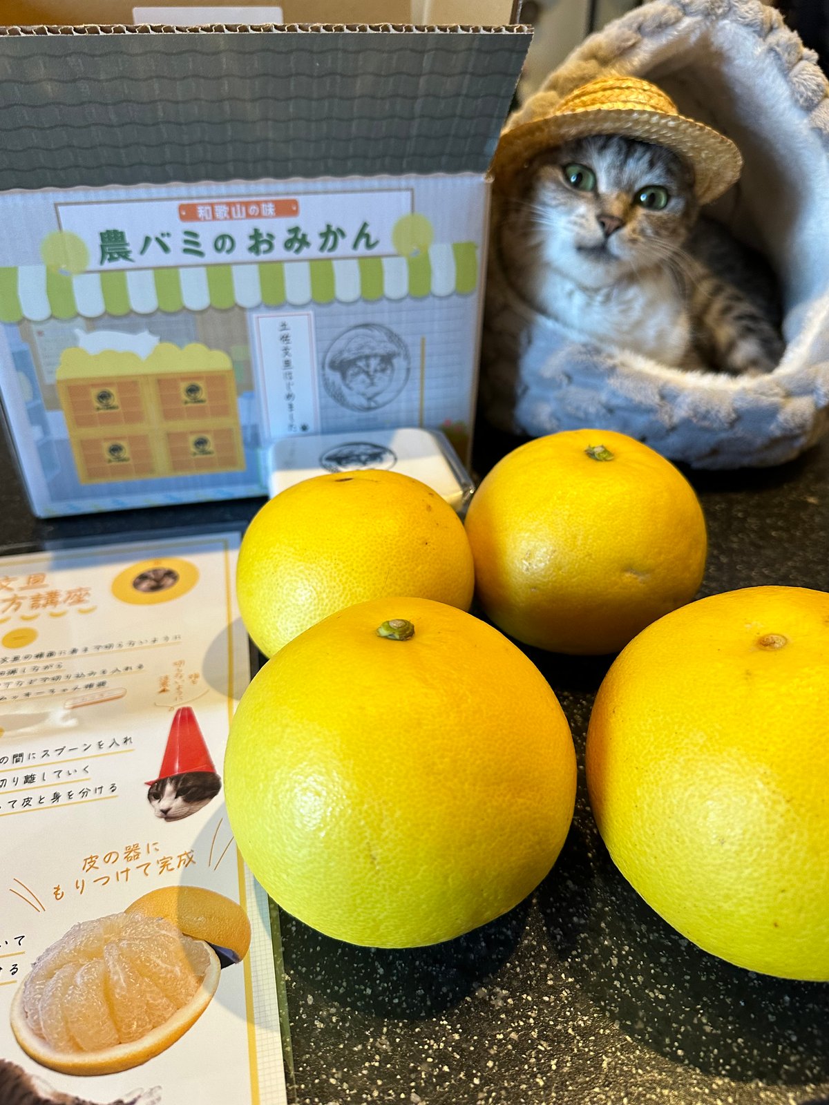 ふるさと農バミ～土佐文旦編 | ココニャエンタープライズ