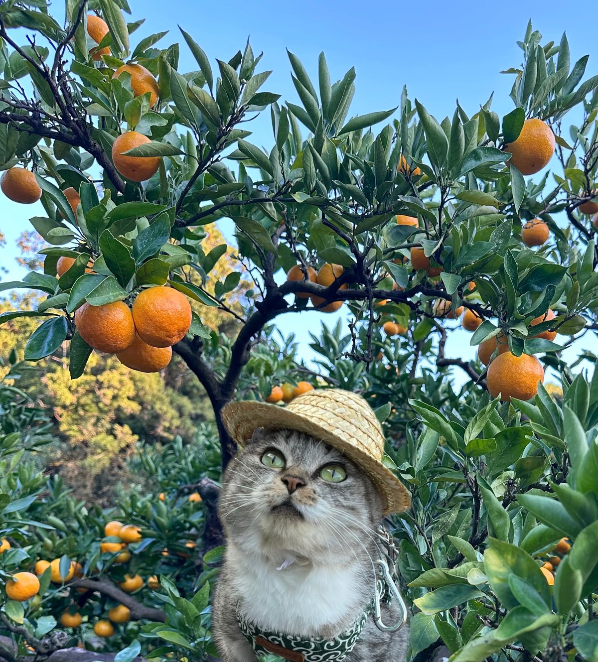 農バミのおみかん2024 2kg相当 | ココニャエンタープライズ