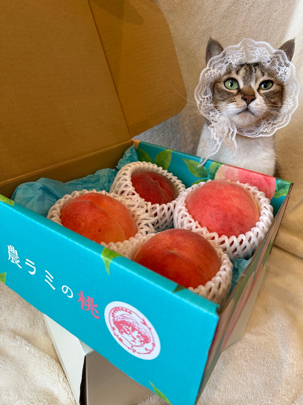 専用ページ 桃猫様4/1 ももねこ様 (ももねこさま)とは【ピクシブ百科事典】