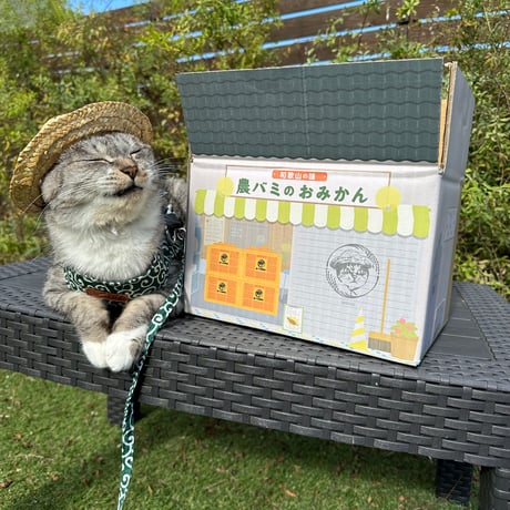【おみかんMAX2023】農バミのおみかん～約2.6kg～2.8kg【2023箱】