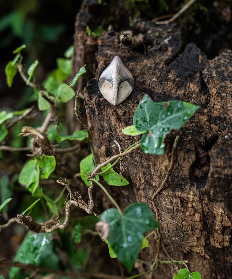 Wild / grapat | Moinapi