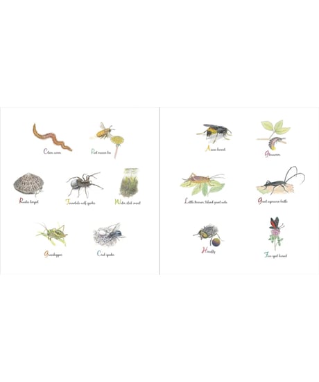 The Book of Tiny Creatures