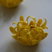 陶花　菊