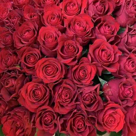 赤いバラ108本の花束『プロポーズに最適』【配達範囲】船橋市、市川市