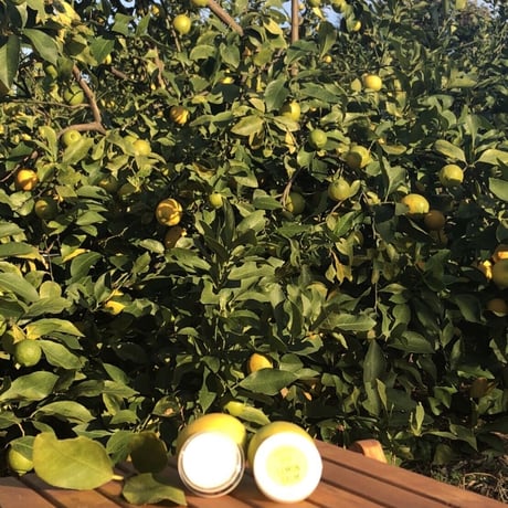 LEMON BALM / レモンバーム