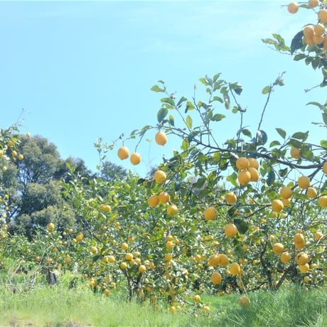 LEMON BALM / レモンバーム