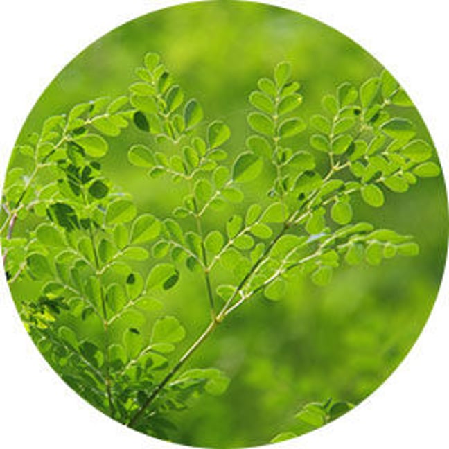 サプリメント kuma KAZUYUKI KUMAGAI ATTACHMENT（カズユキクマガイアタッチメント