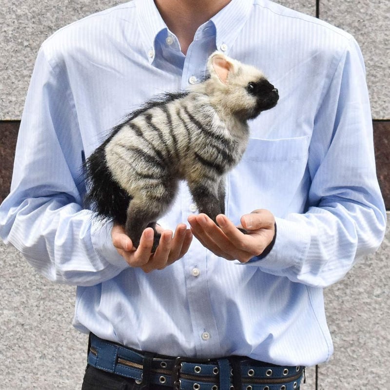 HANSA ハンサ アードウルフ 仔 7840 ハイエナ リアル ぬいぐるみ