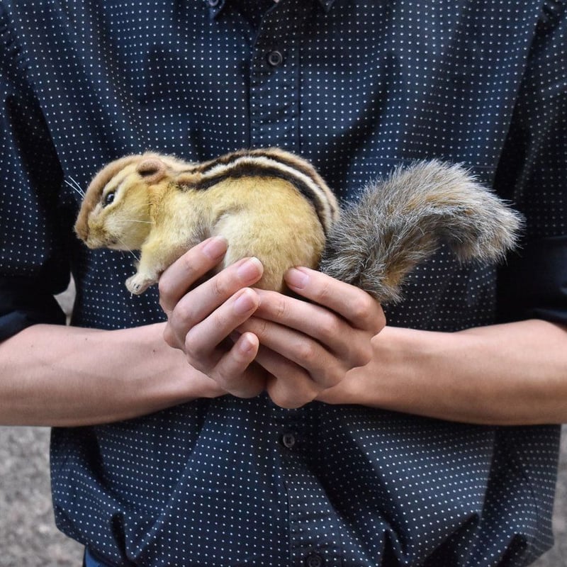 HANSA ハンサ 7843 シマリス 25 CHIPMUNK リアル ぬいぐるみ 動物 プレ